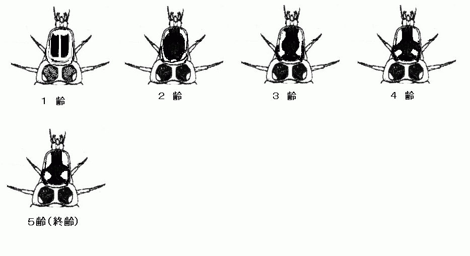 ヘイケボタル幼虫の前胸部の模様図説
