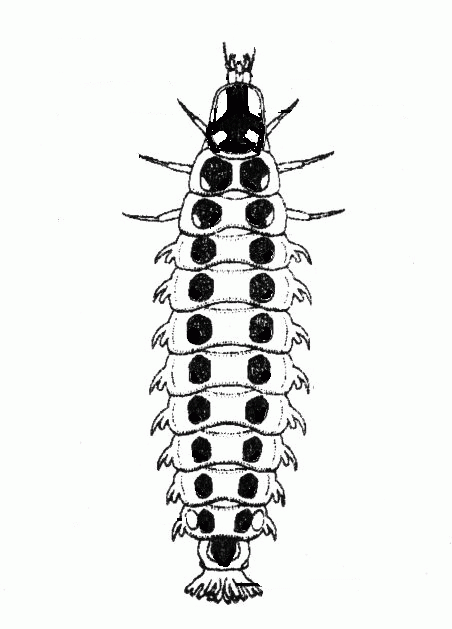 ヘイケボタルの幼虫の図説