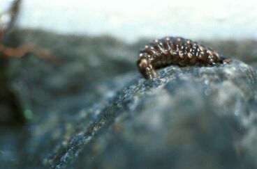 上陸しているゲンジボタル幼虫の写真