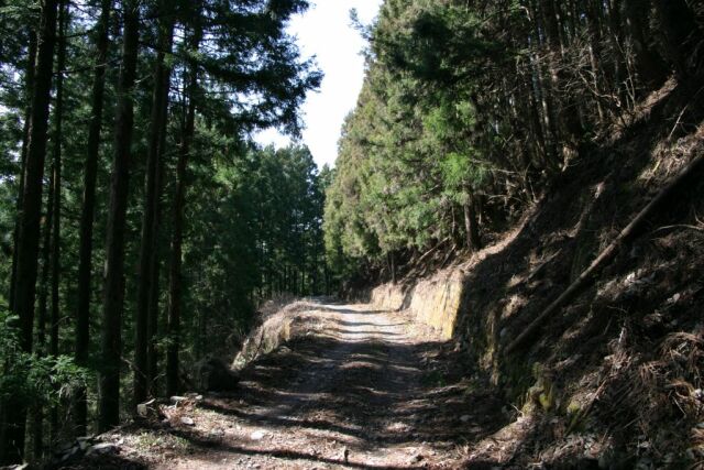 ヒメボタルの生息地へ向かう林道の写真