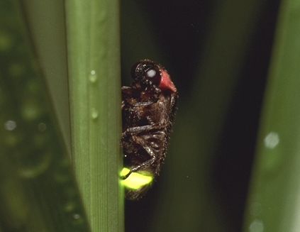 ヘイケボタルの生態と生息環境