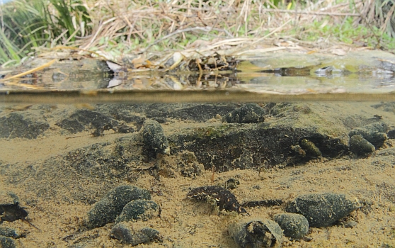 aquatic firefly(Lampyridae) larvae