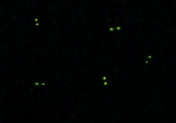 発光するゲンジボタル幼虫