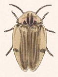 Aspidosoma aegrotum