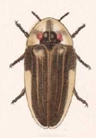 Aspidosoma costatum