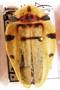 Aspidosoma depictum