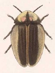 Aspidosoma pulchellum