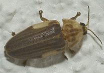 Aspisoma ignitum