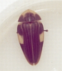 Aspisoma sp.