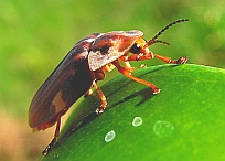 Aspisoma sp.