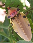 Aspisoma sp.