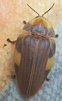 Aspisoma sp.