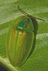 Aspisoma sp.