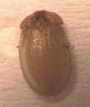 Atyphella atra