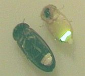 Atyphella atra