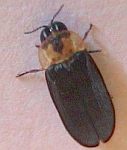 Atyphella atra