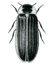 Atyphella lychnus