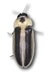 Atyphella olivieri