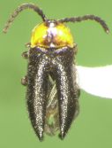 Brachylampis blaisdelli