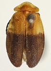 Callopisma emarginata