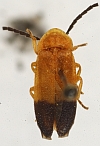 Callopisma fuscotermina