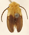 Callopisma maestra.