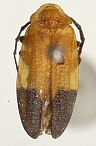 Callopisma ramsdeni.