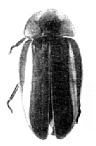 Cratomorphus giganteus