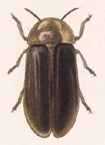 Cratomorphus picipennis