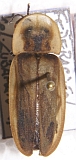 Cratomorphus sp