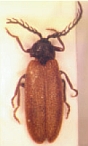 Cyphonocerus nigrithorax