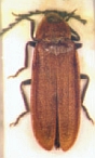 Cyphonocerus triangulus