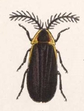 Drilolampadius stolatus