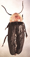 Ellychnia flavicollis