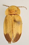 Erythrolychnia albopalpis