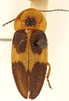 Erythrolychnia clarki