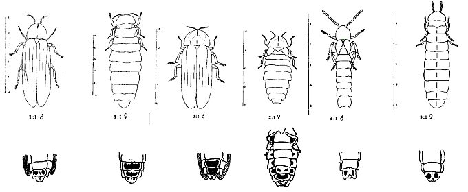 European glow-worm