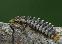 Firefly Larva
