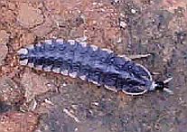 Firefly Larva