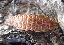 Firefly Larva