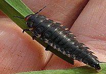 Firefly Larva