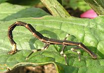 Firefly Larva