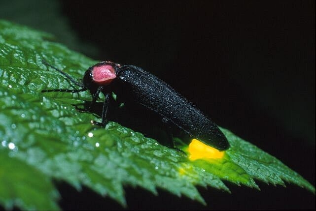 Firefly imago