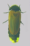 Lamprigera tenebrosa