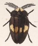 Lamprocera picta