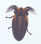 Lamprocera sp.