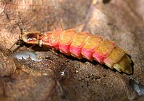 Lampyris sardiniae