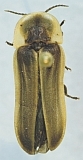 Lampyris sp.