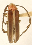 Lucidota chevrolati