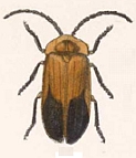 Lucidota discolor